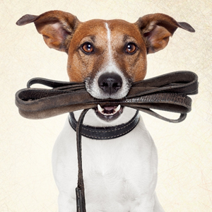 jack russel- la maison de l'éleveur