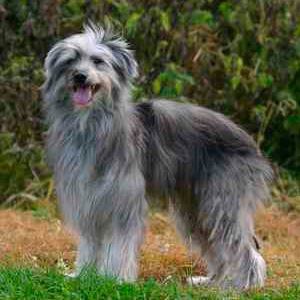 Animal de race - la maison de l'éleveur