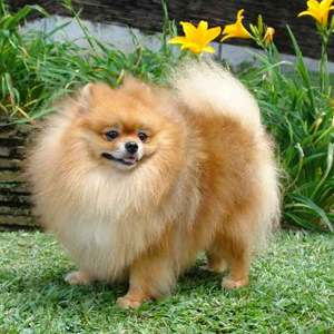 chiot spitz orange