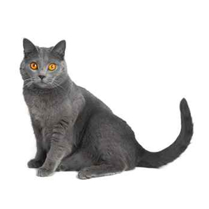 Animal de race - la maison de l'éleveur