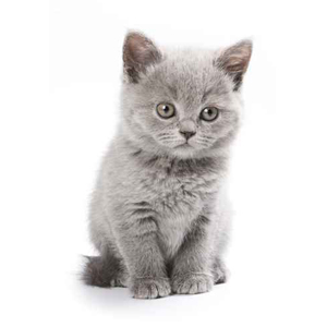 Animal de race - la maison de l'éleveur