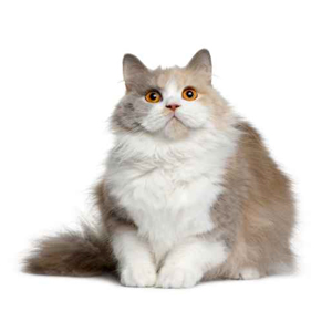 Animal de race - la maison de l'éleveur