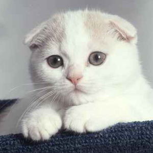 Animal de race - la maison de l'éleveur