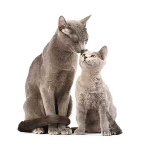 Animal de race - la maison de l'éleveur