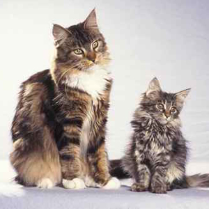 Animal de race - la maison de l'éleveur