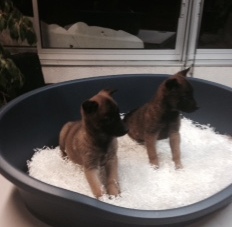 Malinois berger belge