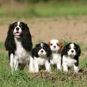 Animal de race - la maison de l'éleveur