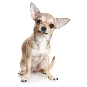 Animal de race - la maison de l'éleveur