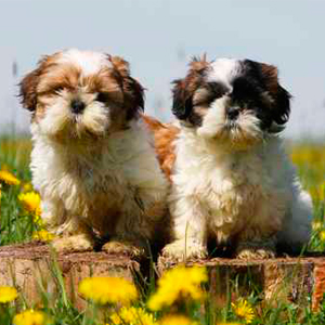 Animal de race - la maison de l'éleveur