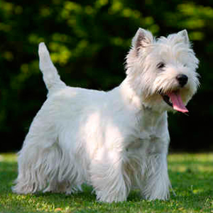 Animal de race - la maison de l'éleveur